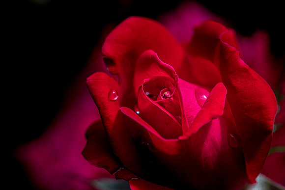 Backyard Rose