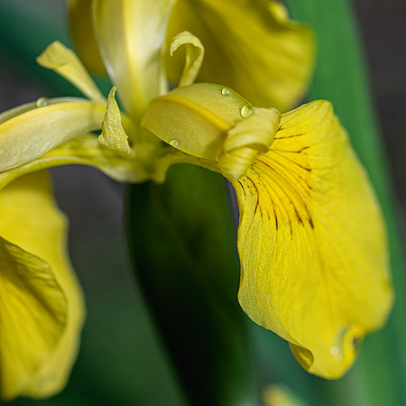 Yellow Iris