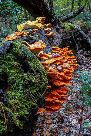 Mushrooms-2