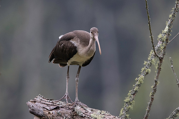 Juvenile White Ibis