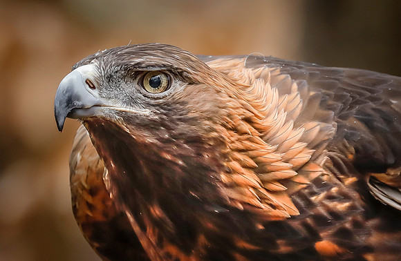 Golden Eagle
