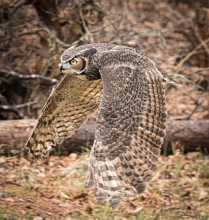 Horned Owl in Flight