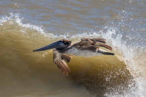 Pelican Cruising Above the Waves