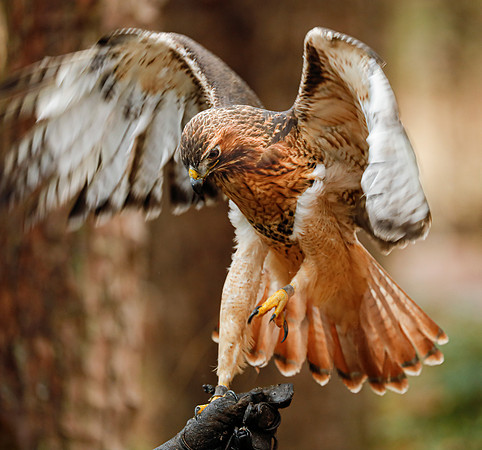 Lanner Falcon