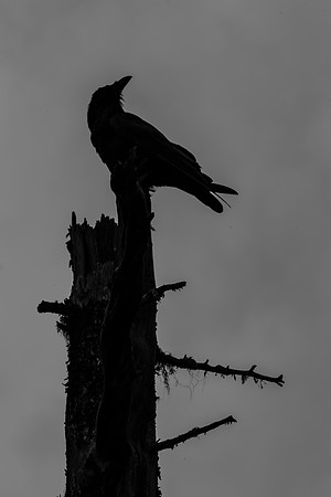 RAVENS-1