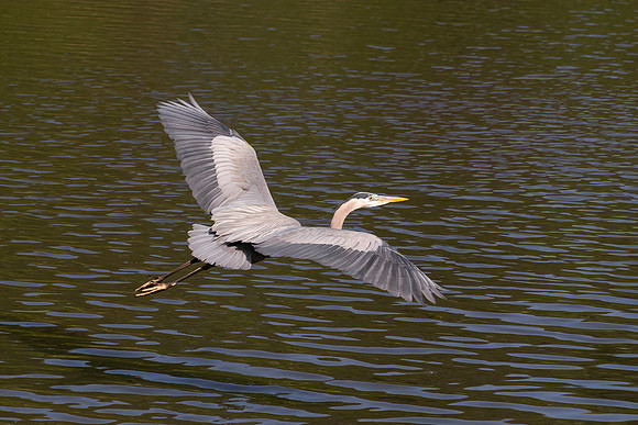 BIRDS-5