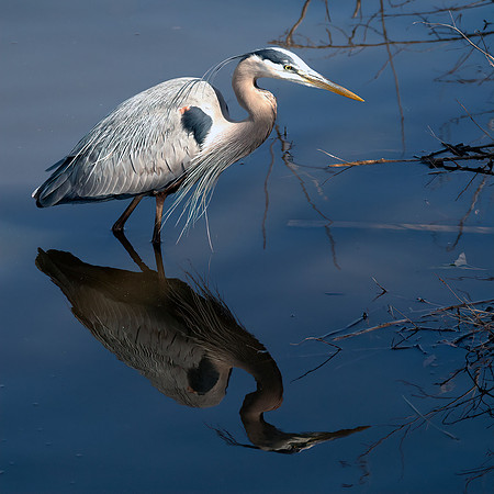 BIRDS-7