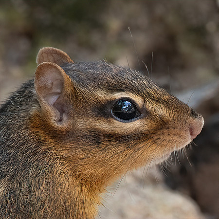Chipmunk-1