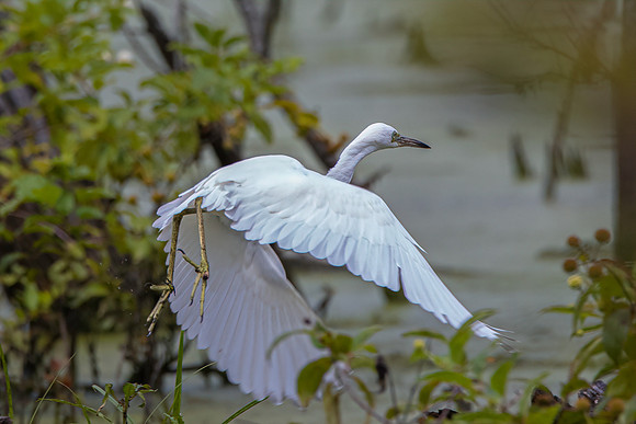 Great Egret-3