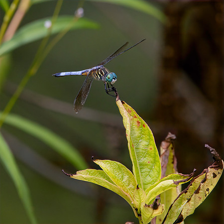 DragonFlies-1