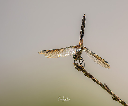 DRAGON FLIES-1