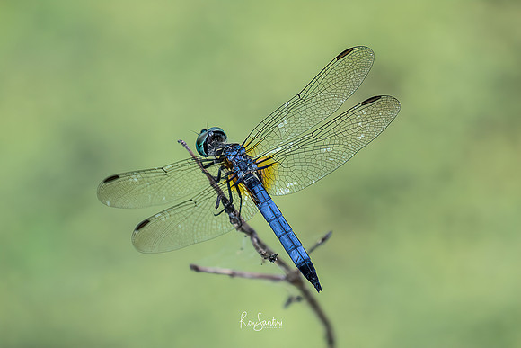 DRAGON FLIES-2
