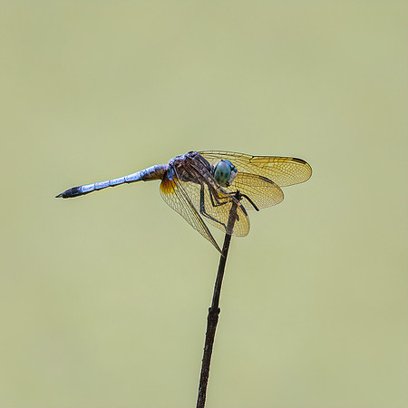DragonFlies-2