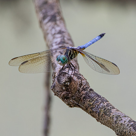DragonFlies-4