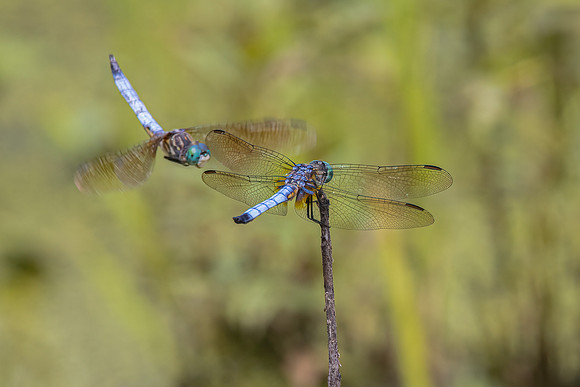 DragonFlies-3