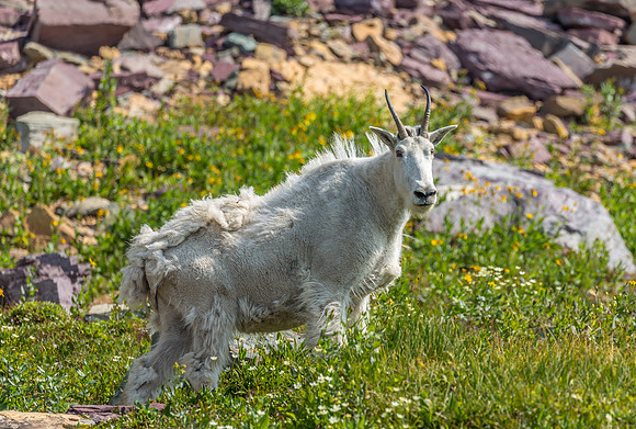 ANIMALS GLACIER NP-1