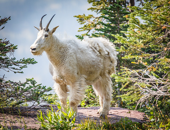 ANIMALS GLACIER NP-2