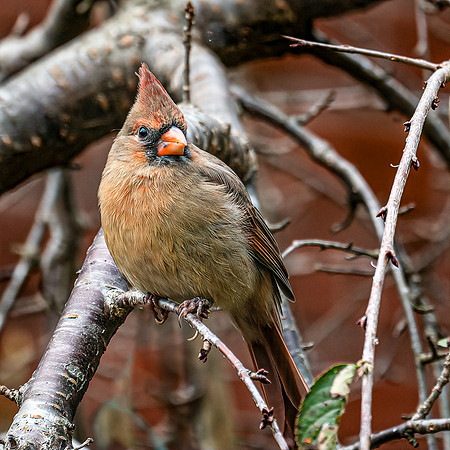 BIRDS-1-2