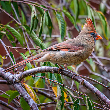 BIRDS-2-2