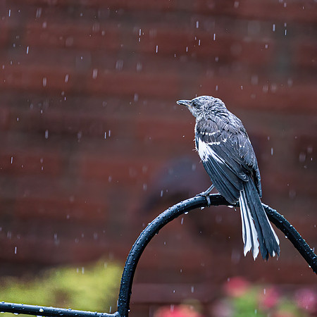 BIRDS-9