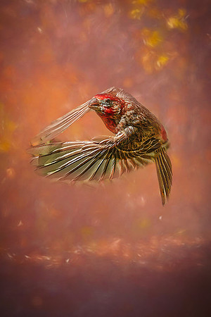 BIRDS-12