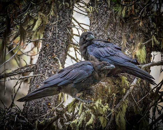 RAVENS-2