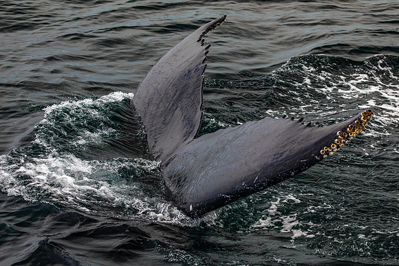 WhalesCapeCod-9