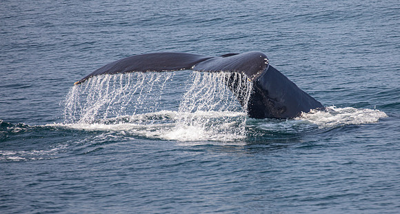 CapeCod-3