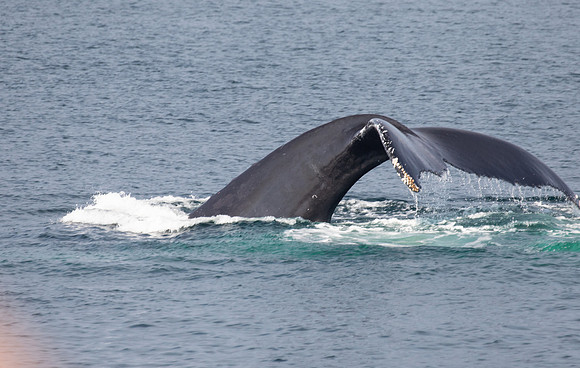 CapeCod-4