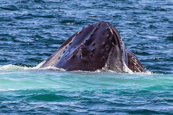 WhalesCapeCod-1