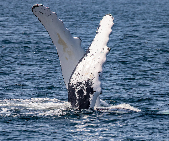 WhalesCapeCod-2