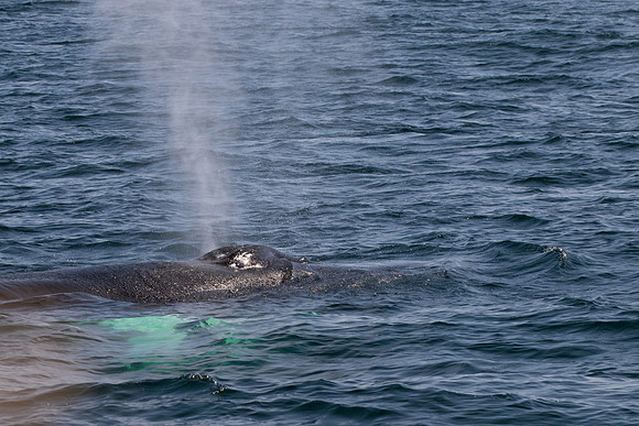WhalesCapeCod-3