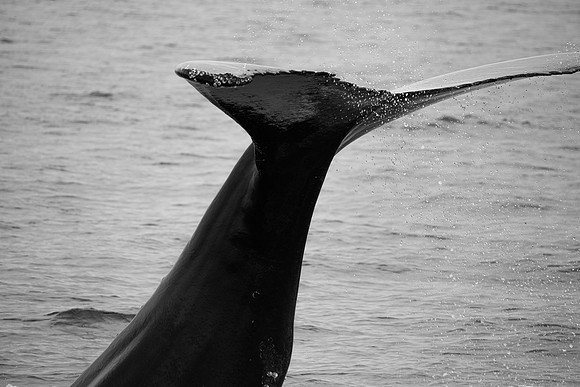 WhalesCapeCod-6
