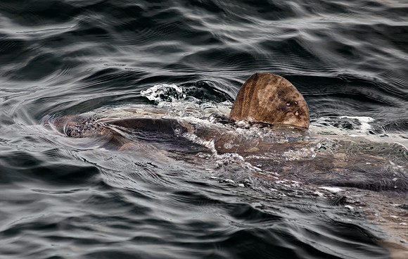 WhalesCapeCod-8
