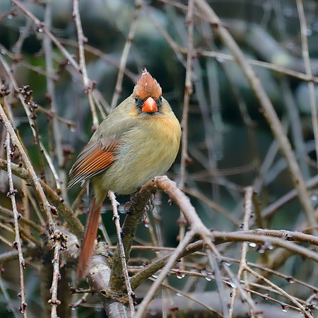BACKYARD BIRDS-1