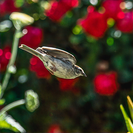 BACKYARD BIRDS-2