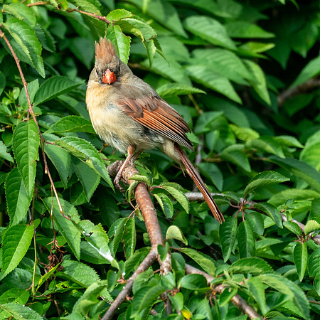 BACKYARD BIRDS-4