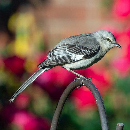 BACKYARD BIRDS-3