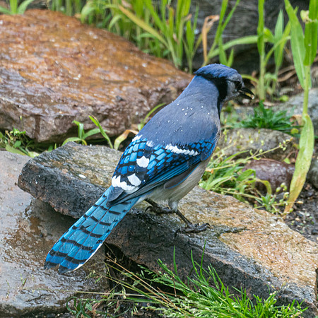 BACKYARD BIRDS-6