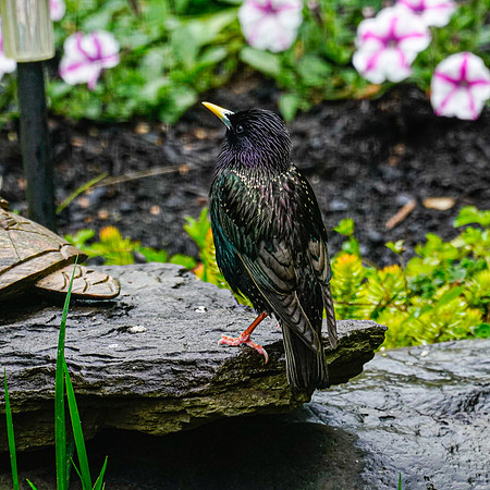 BACKYARD BIRDS-7