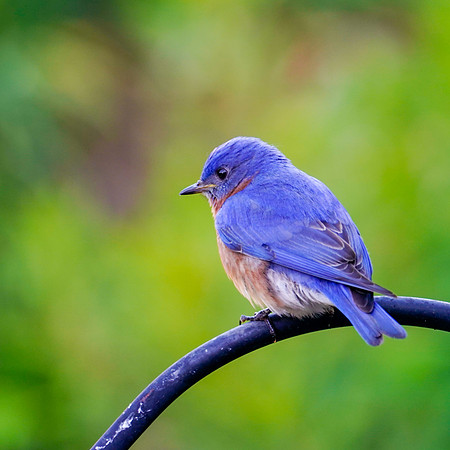 BACKYARD BIRDS-8