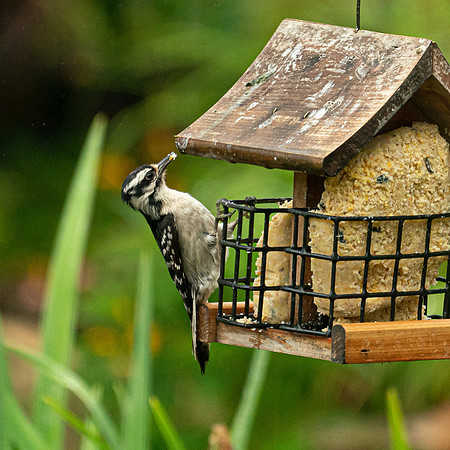 BACKYARD BIRDS-9