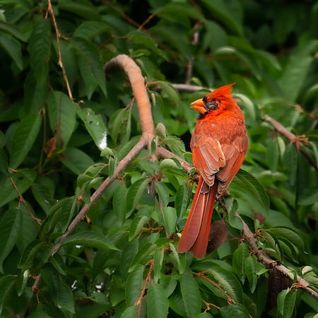 BACKYARD BIRDS-10