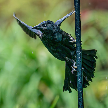 BACKYARD BIRDS-12