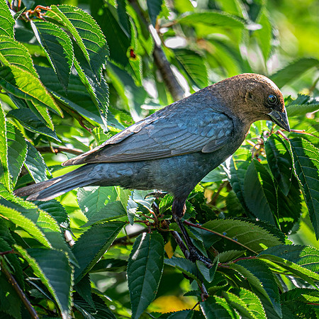 BACKYARD BIRDS-13