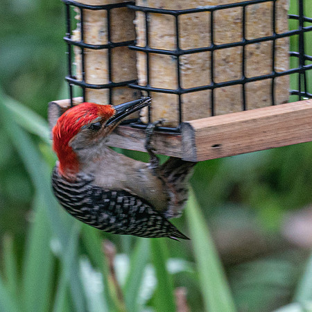 BACKYARD BIRDS-14