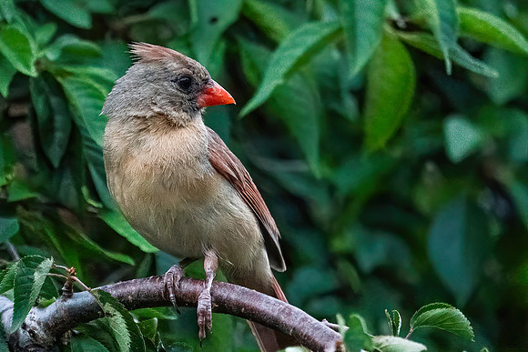 BACKYARD BIRDS-15