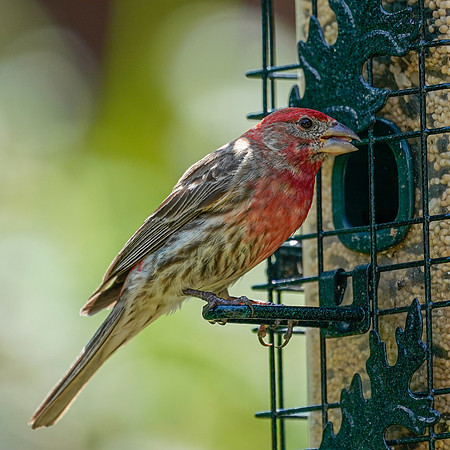 BACKYARD BIRDS-16