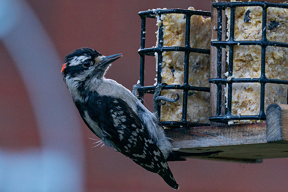 BACKYARD BIRDS-17