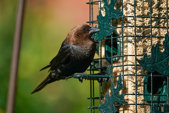 BACKYARD BIRDS-18